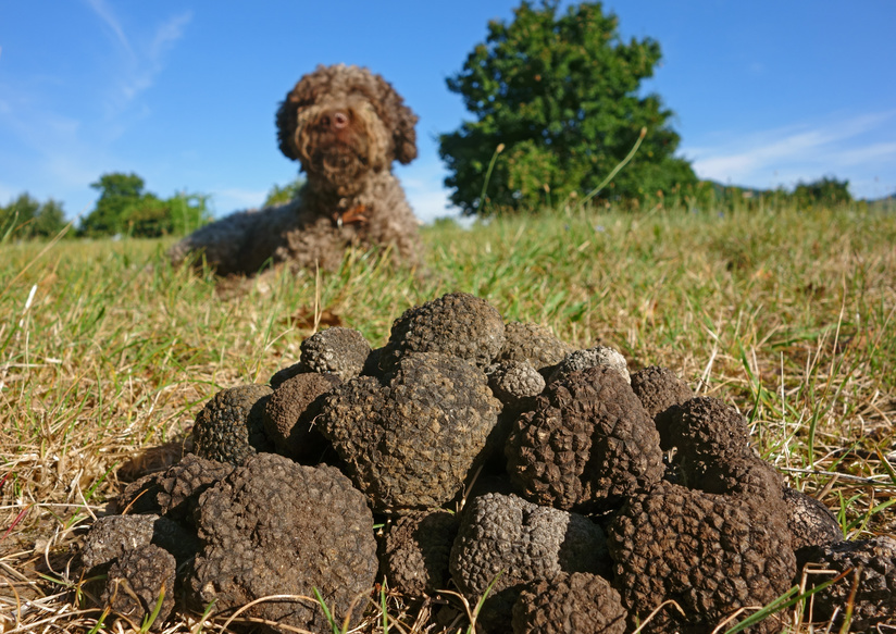 Démonstration de recherche de la truffe avec un chien